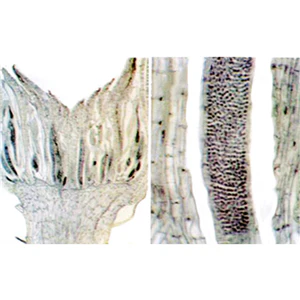 CLEARANCE, Livingstone Basic Level Prepared Slide, Plankton, Mixed, Whole Mount, Each - Image 2