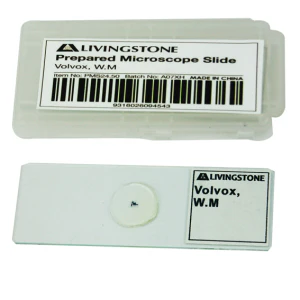 CLEARANCE, Livingstone Basic Level Prepared Slide, Plankton, Mixed, Whole Mount, Each - Image 5