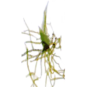 CLEARANCE, Livingstone Basic Level Prepared Slide, Plankton, Mixed, Whole Mount, Each - Image 7