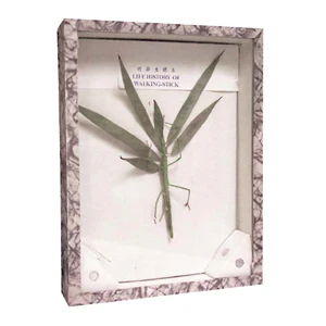 Walking Stick Insect Mount Display in a Frame, Each Each